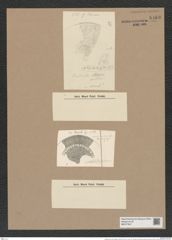 Brightwellia coronata (Bright.) Ralfs (de-Toni-Nr.: Genus 197, Species 4816) Zeichnungen Sammlung Grunow Nr. 8463 (NHMW-BOT-W0377947)